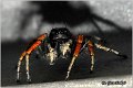 065_philaeus_chrysops 